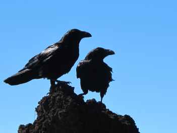 birds-crow-black-47815.jpeg